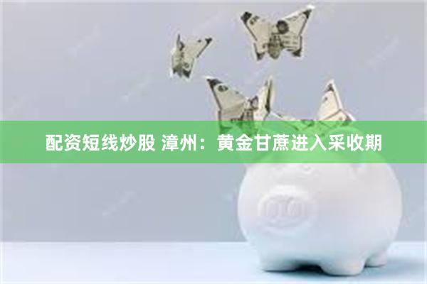 配资短线炒股 漳州：黄金甘蔗进入采收期